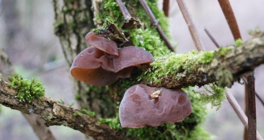 Judasøre+-+Bredholt+22-02-09+(3).JPG (1)